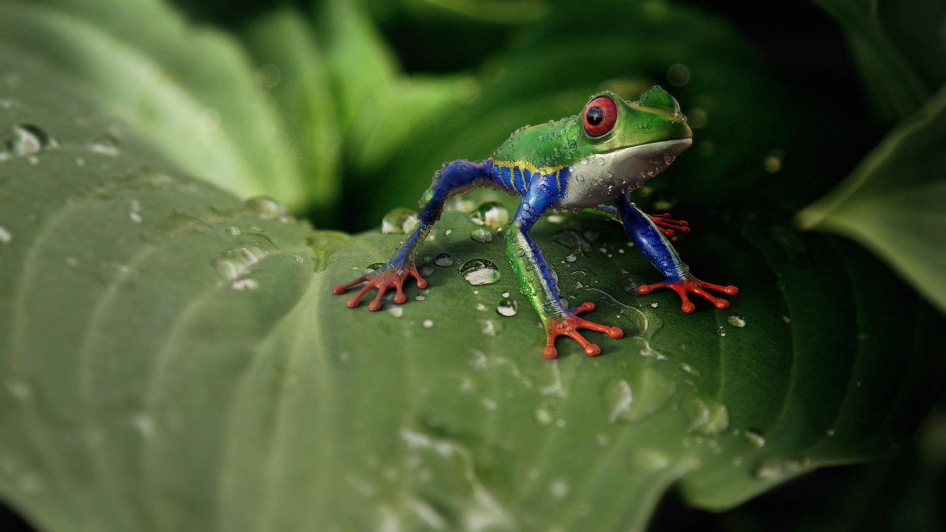 cocoparisienne-frog-3428988_1920